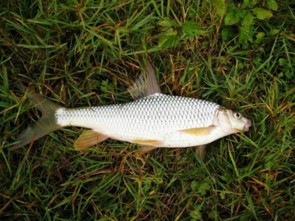 钓黄尾鱼的技巧和方法图解