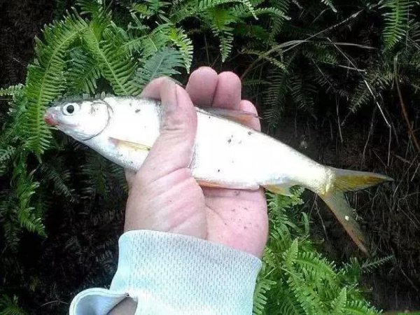 钓黄尾鱼的技巧和方法图解