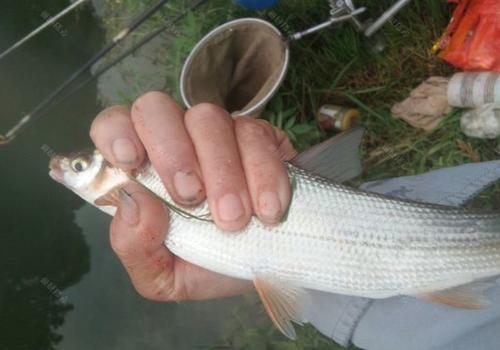 钓黄尾鱼的技巧和方法图解