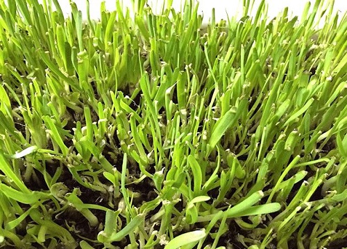 韭菜成熟期多少天