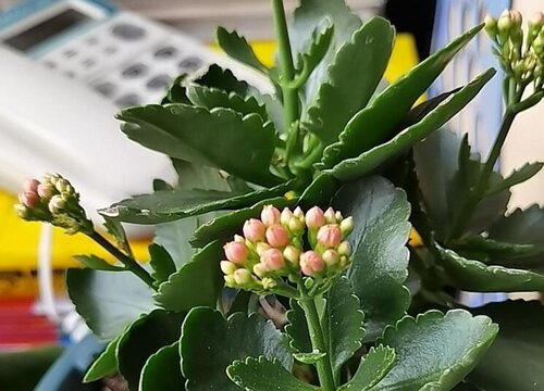 长寿花的养殖方法和注意事项有哪些