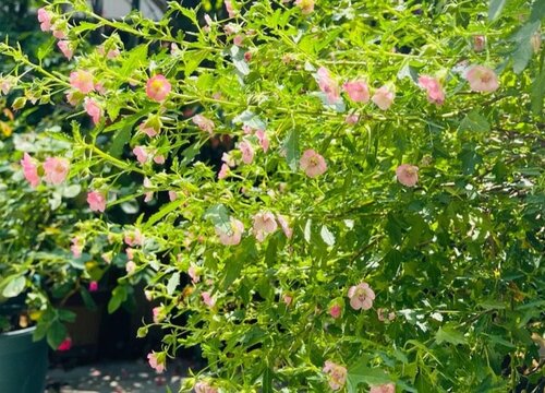 怎样才能养好木槿盆栽