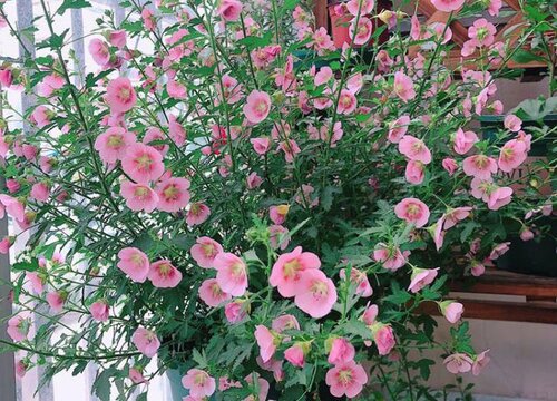 怎样才能养好木槿盆栽