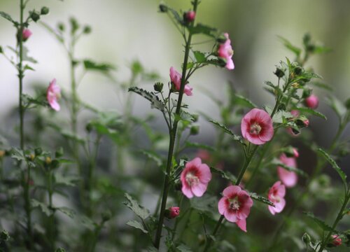 怎样才能养好木槿盆栽