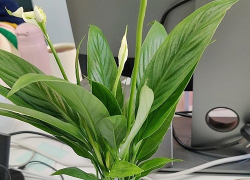 白鹤芋可以水培吗