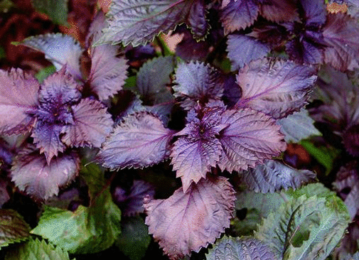 家里炒菜用的大料有哪些