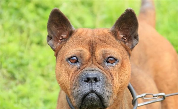 正宗川东猎犬特征