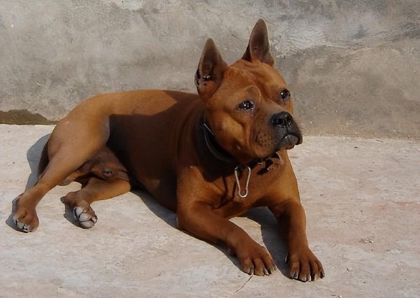 正宗川东猎犬特征