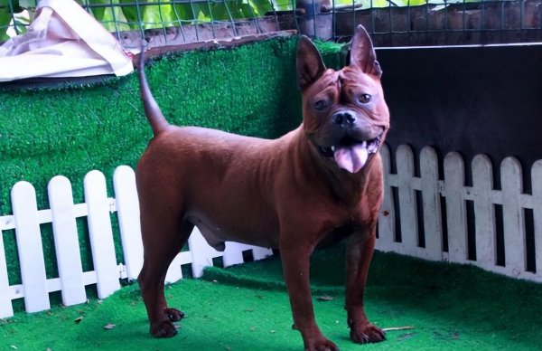 正宗川东猎犬特征