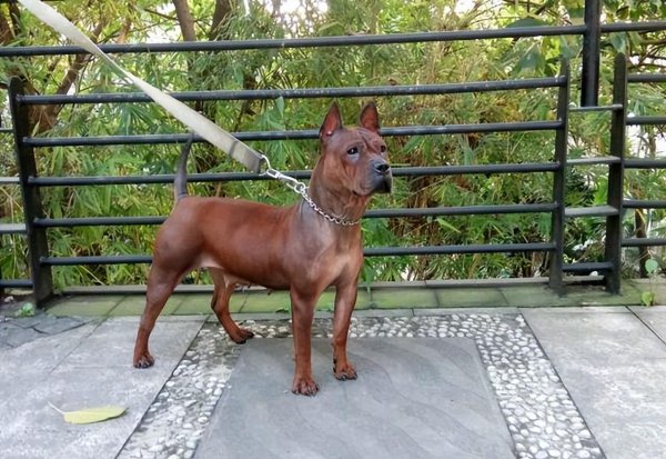 正宗川东猎犬特征