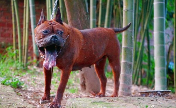 正宗川东猎犬特征