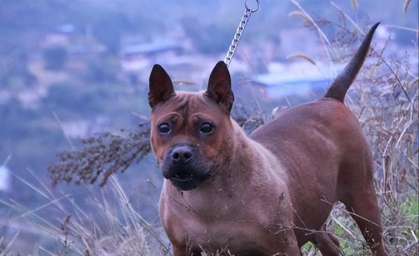 正宗川东猎犬特征