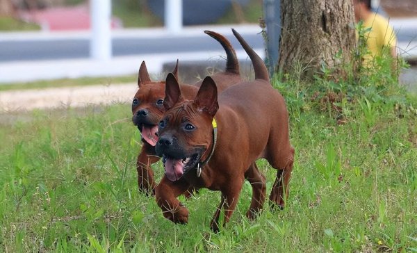 正宗川东猎犬特征