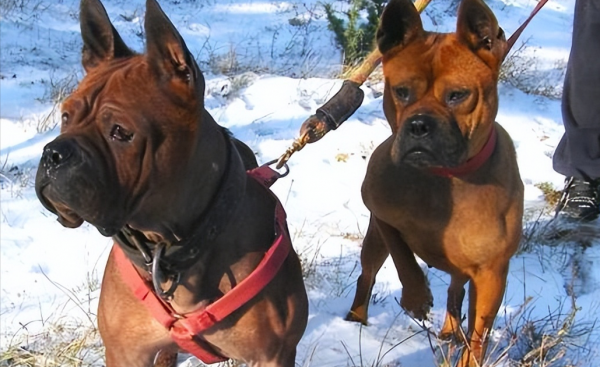 正宗川东猎犬特征
