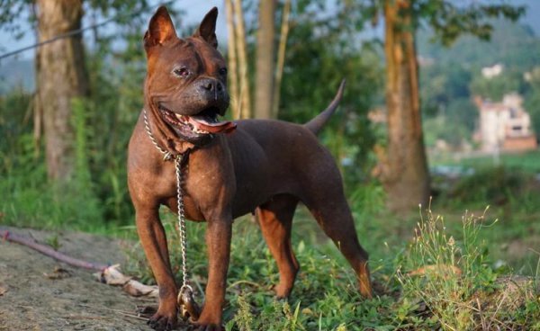 正宗川东猎犬特征