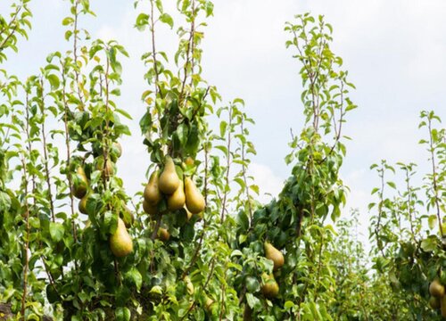 梨树打什么药好