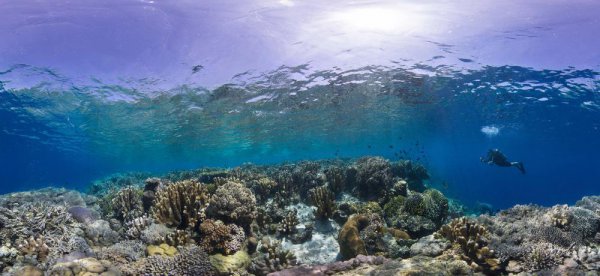 印度尼西亚人口多少