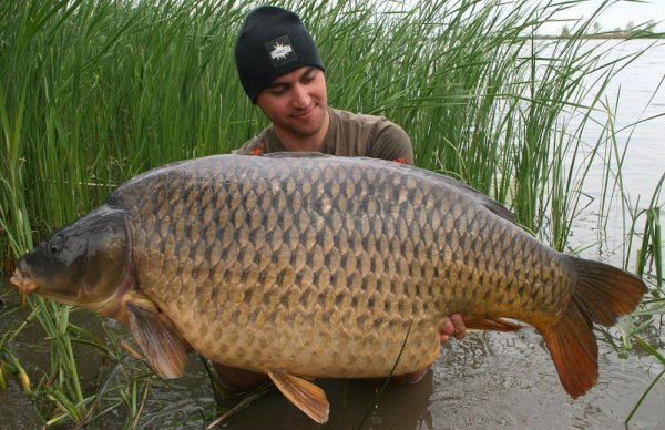 鲤鱼寿命是多少年