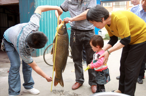 鲤鱼寿命是多少年