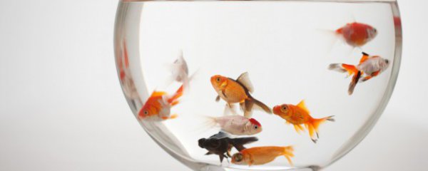 水蜗牛能和鱼养一起吗