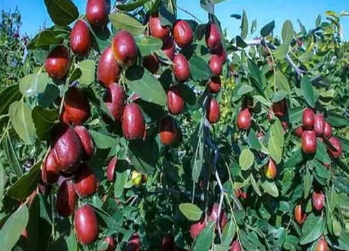 和田枣什么时候成熟一般是几月份采摘