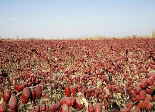 和田枣什么时候成熟一般是几月份采摘