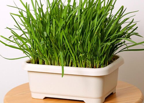 鳞茎类蔬菜有哪些品种