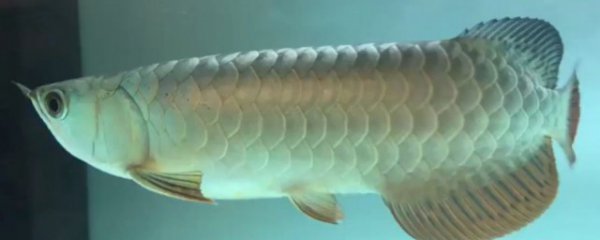 金龙鱼和银龙鱼能混养吗