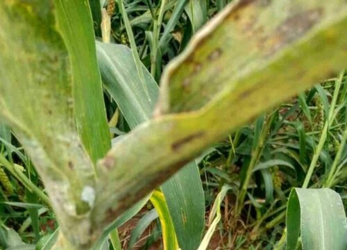 谷子病虫害防治技术与方法措施