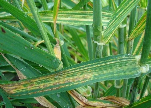 谷子病虫害防治技术与方法措施