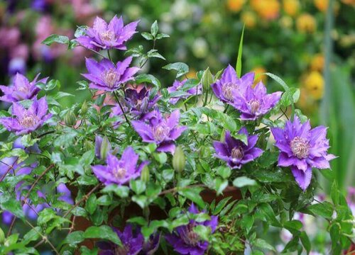 铁线莲怎么过冬天