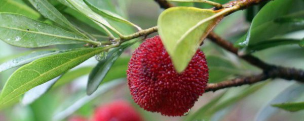 泡酒后的杨梅可以养花吗