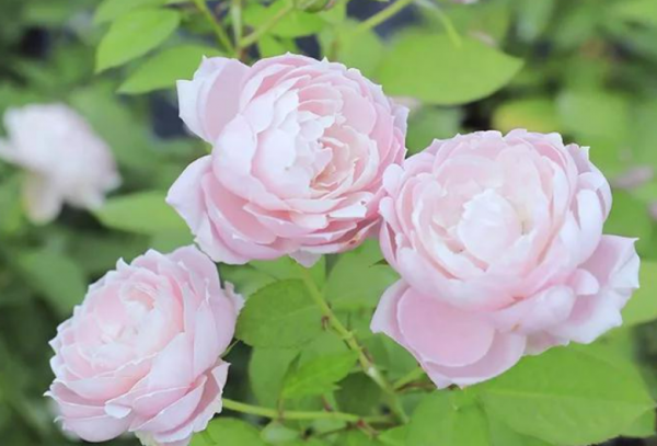 罗斯琳月季的优缺点