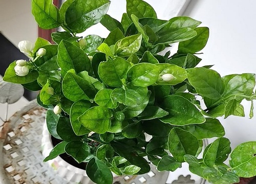 夏天茉莉花要注意哪些关键养护要点