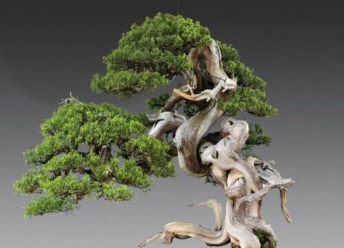 真柏黄叶怎么处理