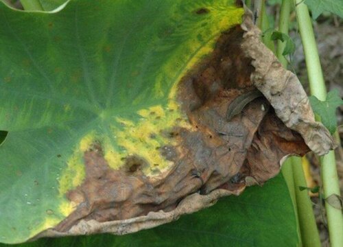 芋头病虫害防治技术与方法措施