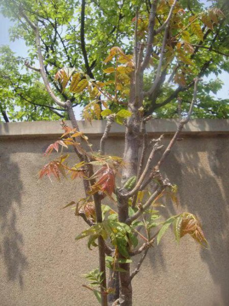 香椿树种在院子里好不好