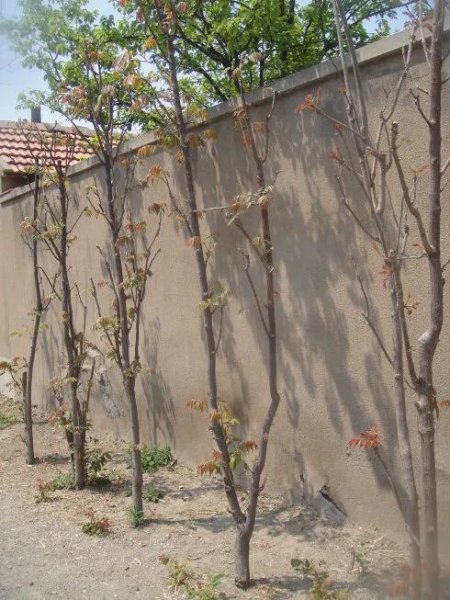 香椿树种在院子里好不好