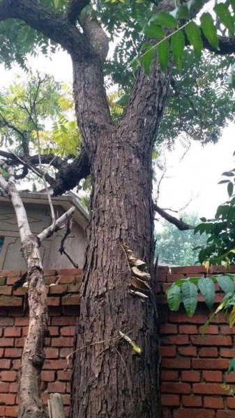 香椿树种在院子里好不好