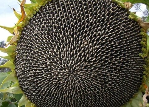 葵花籽是生吃好还是熟吃好