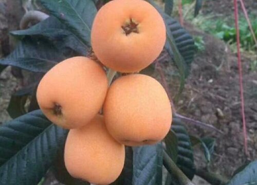 枇杷树上的蚧壳虫怎么防治