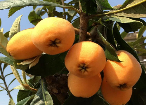 枇杷树上的蚧壳虫怎么防治