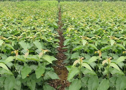 樱桃树苗多久开花结果