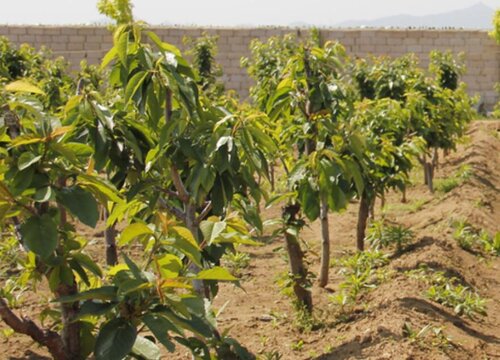 樱桃树苗多久开花结果