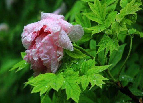 牡丹花产地在什么地方