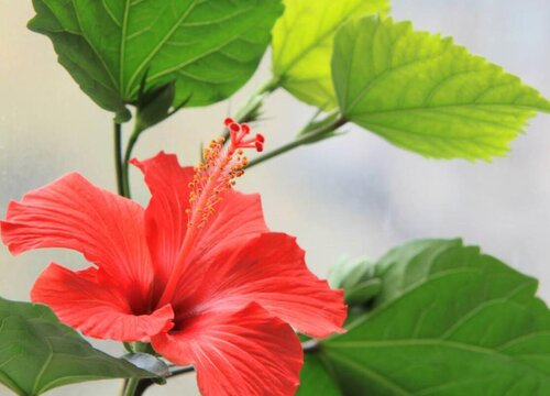 扶桑花期是什么时候