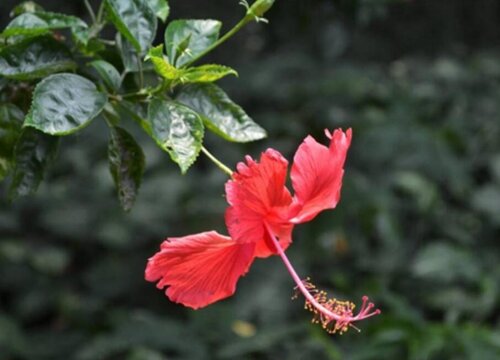扶桑花期是什么时候