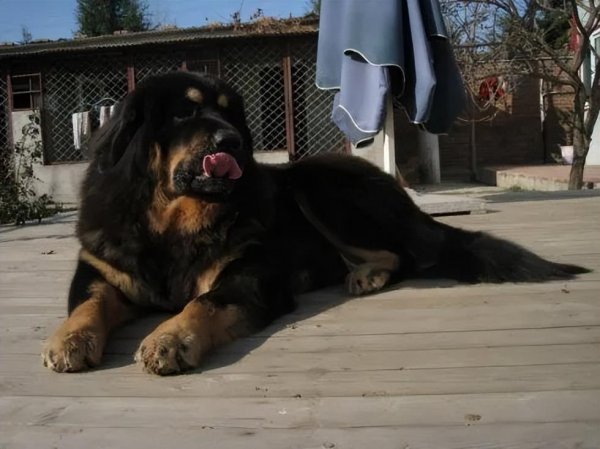 纯种小藏獒价格多少钱一只