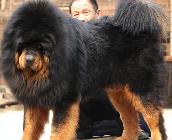 纯种小藏獒价格多少钱一只