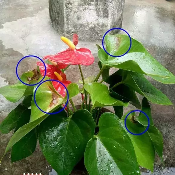 红掌叶子干黄是什么原因